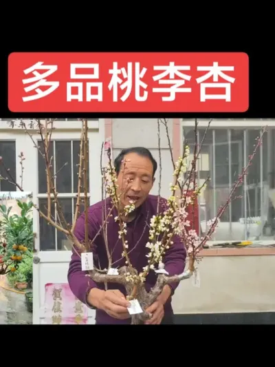 一树嫁接多品桃李杏，又好吃又好看##一树多品#农村小院 @抖音上热门 @DOU+小助手
