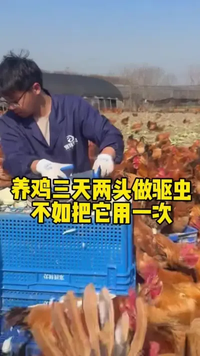 养鸡三天两头做驱虫不如把它用一次 #科学养鸡 #养殖小妙招 #鸡鸭鹅养殖 #鸡病防治 #服务三农支持三农