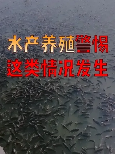 #水产人  速看！#水产养殖  出现鱼在水面上群聚晒太阳，一定要及时处理！ #水产养殖技术  #水产