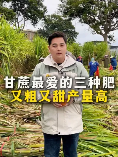 甘蔗最爱的三种肥
又粗又甜产量又高#种植小技巧 #甘蔗种植 #农业种植 #三农 #甘蔗