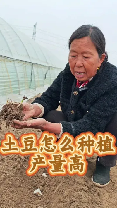 土豆种植 土豆怎么种植产量高#土豆种植 #种土豆 #种植小技巧 #土豆高产种植 #生菜杨姐 @DOU+小助手 @DOU+上热门