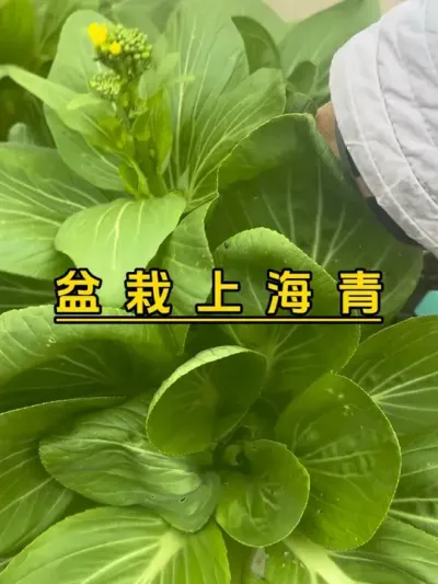 青菜最怕长蚜虫，华南热得太快了，蚜虫准备爆发了！吃完就不种惹虫的青菜咯。#记录我的种植生活 #我的小菜园 #楼顶菜园 #自己种的纯天然的绿色蔬菜 #我爱种菜