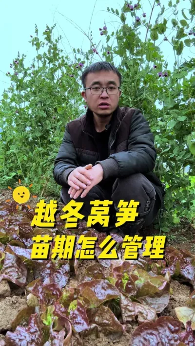 越冬莴笋苗期怎么管理？才能长得粗、长得壮？#关注我一起学种菜 #种植小技巧 #我爱种菜 #记录我的种植生活 #一份耕耘一份收获