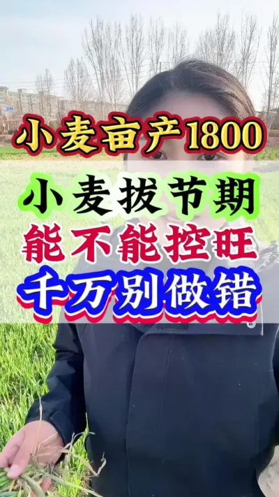 小麦拔节期还能不能控旺，千万别做错#小麦#小麦管理#小麦高产#小麦种植#种小麦