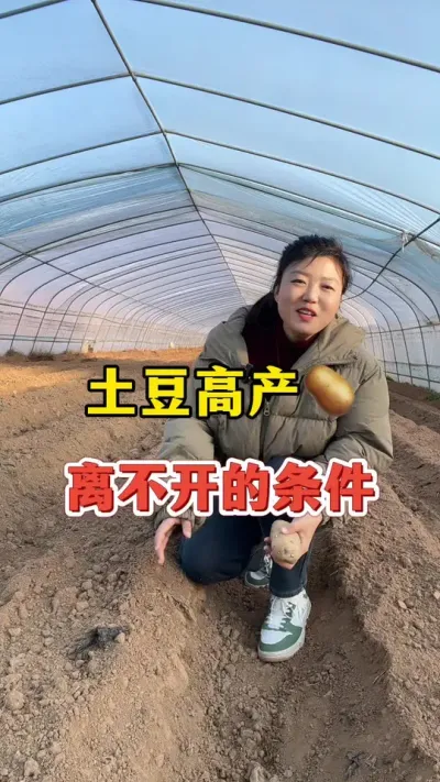 土豆高产管理离不开的条件#土豆高产种植 #土豆 @抖音小助手