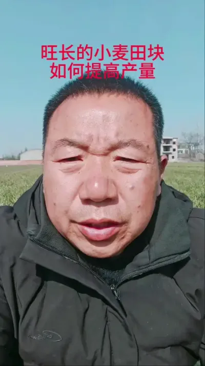 年前旺长的小麦如何提高产量？#小麦种植 #小麦高产技术 #三农#抖音助农
