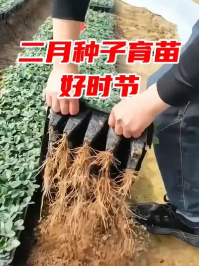 二月份正是种子育苗的好时节，我每年都用这款育苗盘，可以用个好几年 #育苗 #育苗盘 #蔬菜育苗 #育苗技术 #蔬菜种植 @DOU+小助手