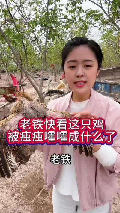 老铁快看这只鸡被虫子嚯嚯成什么了#养鸡#养鸡妙招科学养鸡#散养土鸡#鸡驱虫