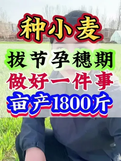 小麦拔节孕穗期做好一件事亩产1800斤#小麦 #小麦管理 #小麦高产 #小麦种植 #种小麦