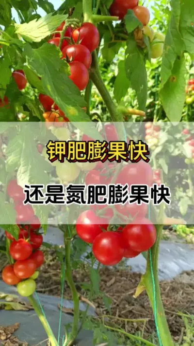 钾肥膨果快，还是氮肥膨果快你知道吗#膨果肥配方 #西红柿膨果专用叶面肥 #番茄种植方法及管理技术 #番茄种植技术 #西红柿种植技术与管理法