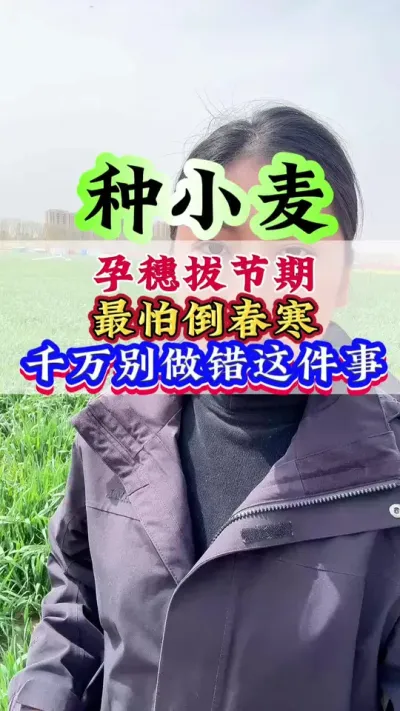 小麦孕穗拔节期最怕倒春寒，千万别做错这件事#小麦#小麦种植#小麦管理 #高产小麦 #种小麦