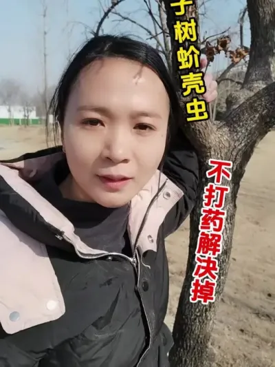 果树小白点，蚧壳虫只撒一把 #柿子树 #果树管理技术 #蚧壳虫怎么治 #今日三农爆款