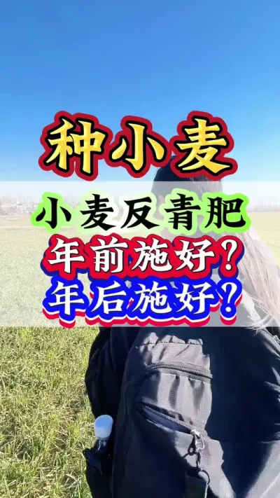小麦反青肥年前施好，年后施好#小麦种植 #种小麦 #小麦 #小麦高产技术 #小麦管理