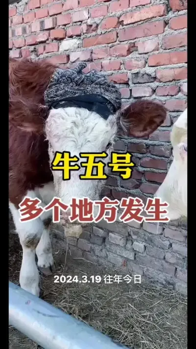 牛五号，多地方发生#养殖户 #肉牛养殖 #全国养牛人 #西门塔尔