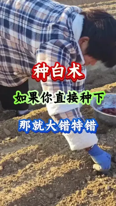 白术种植 种白术如果你直接种下那就大错特错 #白术种植 #白术管理 #白术高产