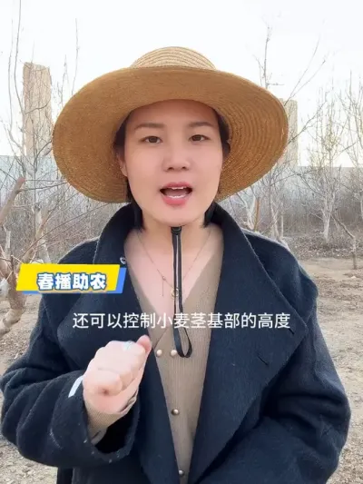 #小麦种植 #小麦高产技术 #三农 #小麦管理 #小麦种植管理技术
