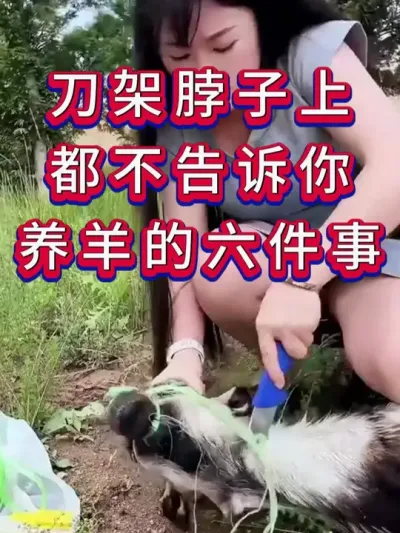 刀架脖子上都不告诉你，养羊的六件事 #养羊 #三农 #新手养羊 #养殖