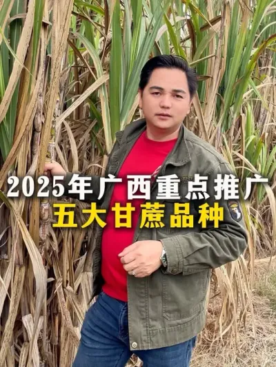 2025年广西重点推广五大甘蔗品种#种植小技巧 #甘蔗种植 #农业种植 #三农 #甘蔗