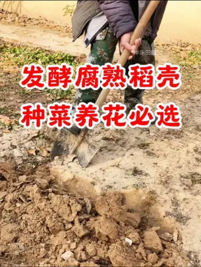 发酵腐熟稻壳，种菜养花必选#稻壳 #种植小技巧 #田园生活 #农业种植 #在家种菜