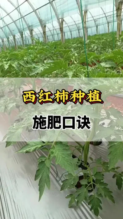 西红柿种植施肥口诀#番茄种植方法及管理技术 #分享农业知识帮农民增产增收 #服务三农支持三农 #番茄种植##农业种植技术