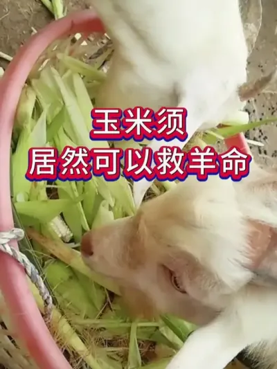 玉米须居然可以救羊命 #养羊 #养殖知识 #养羊人 #新手养羊