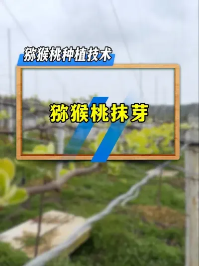 猕猴桃这样做让你花好果大。 #乡村振兴 #支持三农扶持三农发展 #种植小技巧 #果树种植 #猕猴桃种植