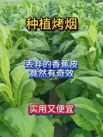 种植烤烟，丢弃的香蕉皮，竟然可以有奇效 #烤烟 #烤烟种植技术与管理 #烤烟种植 #烤烟种植户