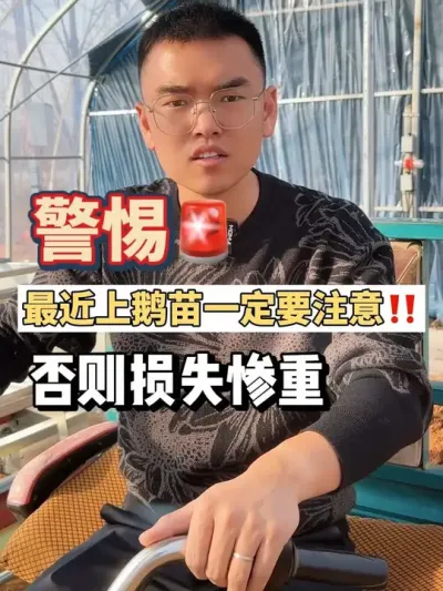 警惕！最近上鹅的朋友一定要关注这个问题！否则损失惨重！花几十秒的时间听我给您讲讲！你看有没有道理！点赞加关注！养鹅不迷路！#养鹅技术找晓雨 #养鹅技术分享 #养鹅