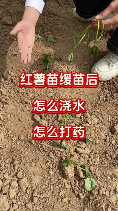红薯缓苗后怎么浇水，怎么打药#红薯种植#红薯施肥#红薯管理#红薯高产#红薯大丰收
