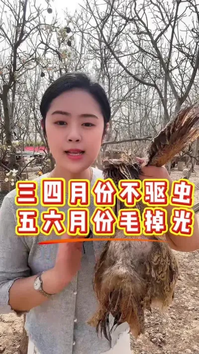 三四月份不驱虫，五六月份毛掉光 #鸡鸭鹅养殖 #科学养鸡 #鸡病防治 #养殖小妙招 #服务三农支持三农