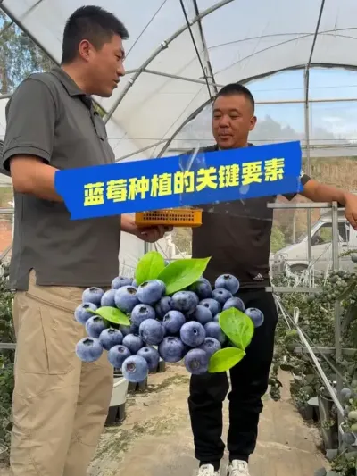 基质蓝莓种植最关键的技术是什么？ #华维灌溉  #蓝莓种植#新鲜采摘 #优质农产品