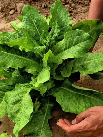 莴笋种植小技巧 #莴笋 #蔬菜种植 #自己种的纯天然的绿色蔬菜 #我的小菜园 #抖音助农