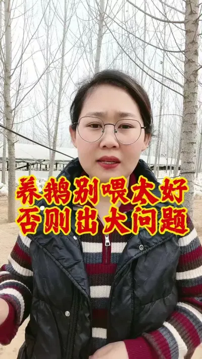 养鹅千万别喂太好，否则出大问题#养鹅 #鹅 #养鹅人 #养鹅技术分享 #养鹅专业户