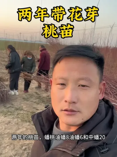 #抖音助农 #支持三农扶持三农发展 #分享农业知识帮农民增产增收 #关注我每天为你分享更多农业知识 #新品种桃苗 @抖音小助手 @抖音创作小助手 @抖音热点宝