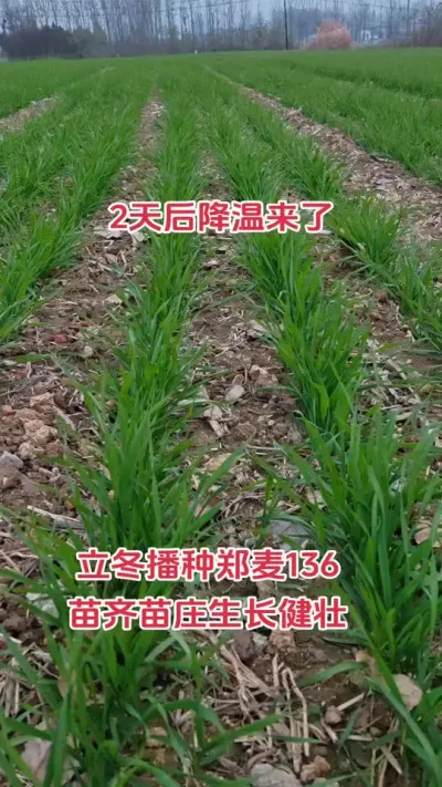 需要管理的小麦抓住今天明天的时机#农业种植 #抖音助农 #农业人 #小麦 #心系三农服务三农