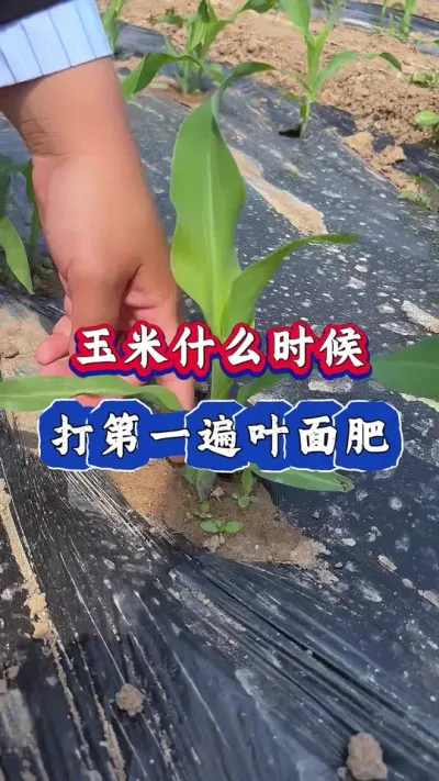 玉米叶面肥第一遍什么时候打#玉米 #玉米种植 #玉米高产管理 #玉米增产 #三农