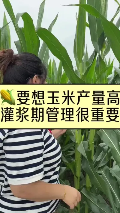 玉米高产管理 玉米想要产量高，灌浆期管理很重要#玉米 #三农 #玉米种植 #玉米高产 #春耕