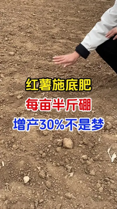 红薯施底肥每亩半斤硼，增产30%不是梦#红薯种植#红薯底肥#红薯高产#红薯大丰收