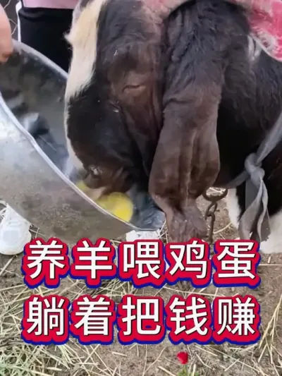 养羊喂鸡蛋躺着把钱赚 #养羊 #养羊人 #牛羊养殖