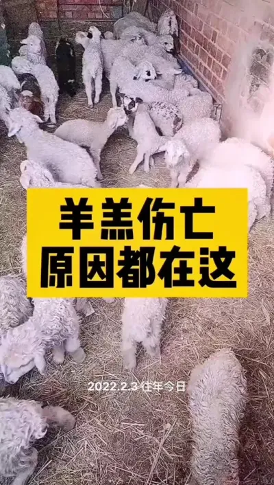 羊羔护理#养殖户 #科学喂养 #肉牛养殖 #自繁自养 #繁殖母牛 养羊人