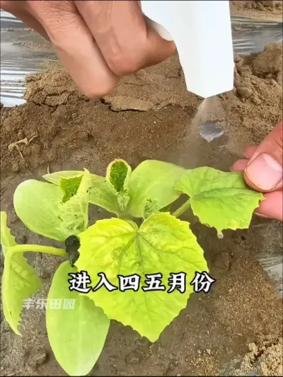 进入四五月份，温度升高，雨水增多，刚种下去的瓜果蔬菜幼苗，就被咬的千疮百孔，赶紧用#百虫清 去喷一喷#蔬菜种植 #虫害防治 #分享农业知识帮农民增产增收 #种植小技巧