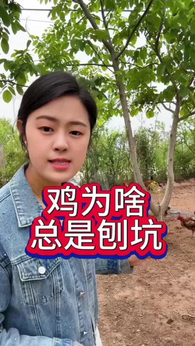 鸡为什么总是喜欢刨坑#科学养鸡 #服务三农支持三农 #养鸡人 #养鸡妙招 #抖音养鸡人
