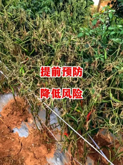 提前做好预防工作降低农业生产风险#辣椒种植 #辣椒 #小米辣 #线椒 #来抖音学农技