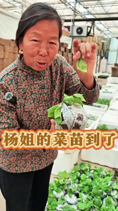 蔬菜苗怎么打包的 菜苗打包现场#蔬菜种植 #生菜杨姐 #菜苗