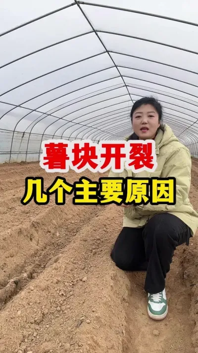 薯块开裂几个主要原因#土豆 #土豆#土豆高产种植 @抖音小助手