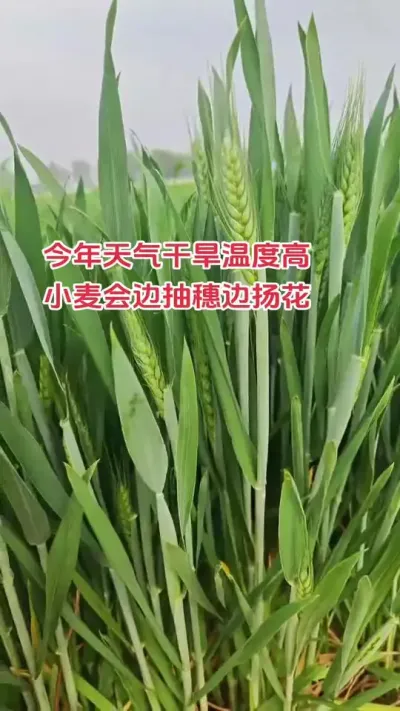 后天4.11号有小雨，到底是下了好还是不下好呀！#朝晖农资#抖音助农#小麦#新农人#种植