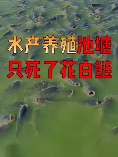 #水产人  速看！#水产养殖  近期有些塘口，只死花白鲢，是什么原因？ #水产养殖技术  #水产