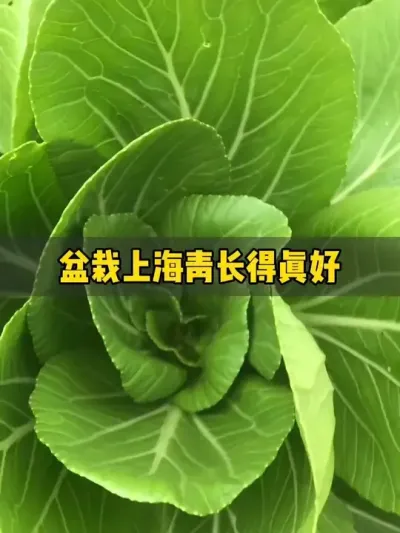 天气一冷，上海青长得就特别的好，煮着软糯清甜太好吃了！#楼顶菜园 #记录我的种植生活 #盆栽青菜 #上海青