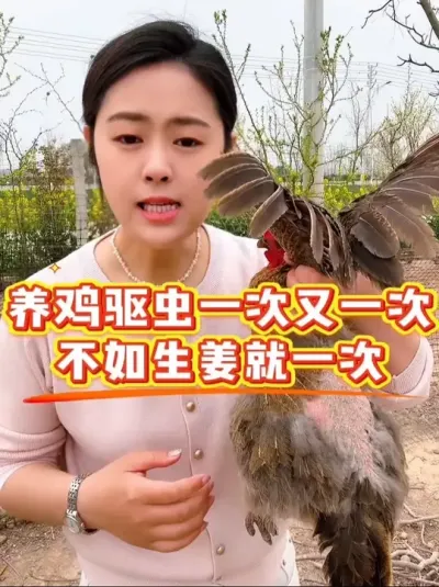 养鸡一年驱虫七八回不如生姜用一回 #鸡鸭鹅养殖 #科学养鸡 #鸡病防治 #服务三农支持三农 #养殖小妙招
