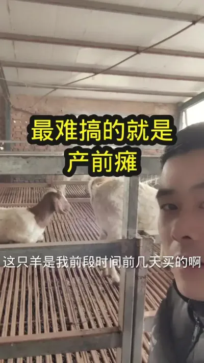 这种情况最难搞#农村养羊 #养羊人 #自繁自养 #喂羊